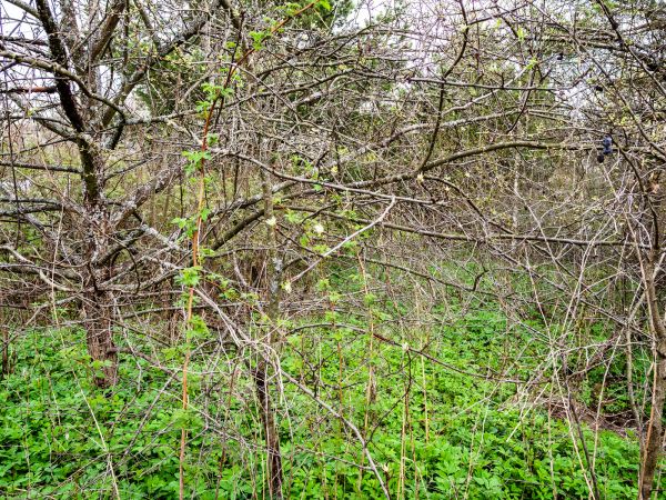 Underbrush Clearing in Renton