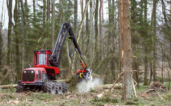 Cost of Forest Clearance Service in Renton